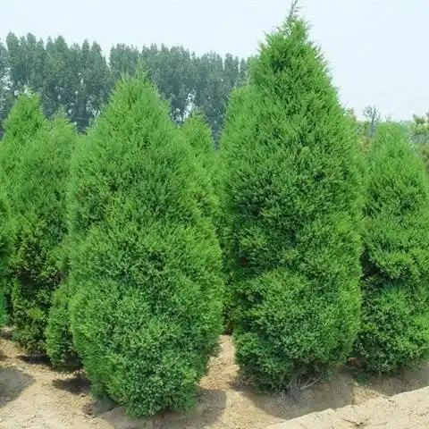 园林绿化中被用作高速公路隔离带的植物有哪些呢