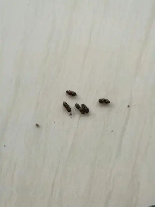 请问这蝙蝠屎么,在家里地板上找到的,吓死人了,求解啊,谢谢大家!