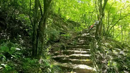 原始森林,也许就是这样吧?