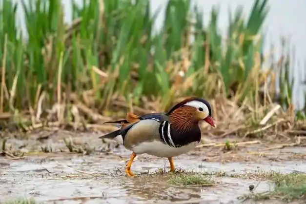 快来拍照呀朝阳公园又多了3只萌宝