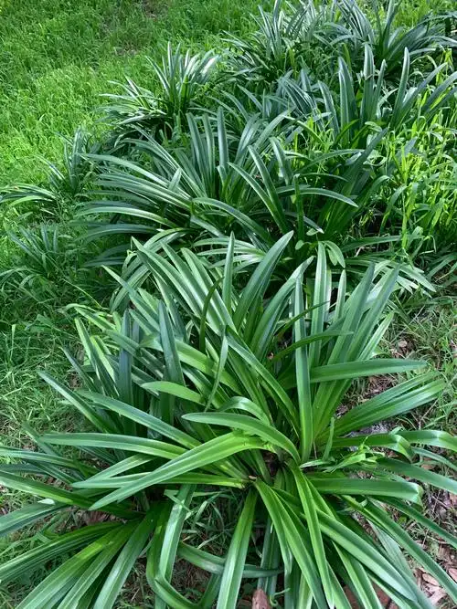 春天到来,泥土里的花头萌芽,长出茁壮青绿的剑叶.