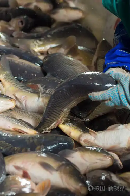 养鱼,养殖场为养殖腐肉.捕捞生物量和鱼类人工分类