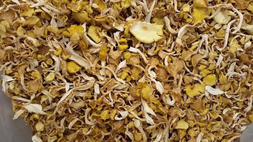 【云南铄金商贸】供应野生菌/黄金菇/金顶蘑/榆黄蘑/鸡油菇.