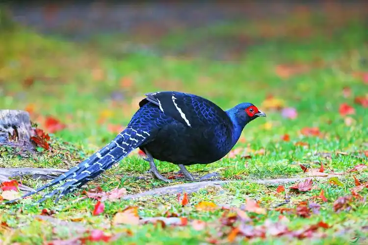 胆小的黑长尾雉