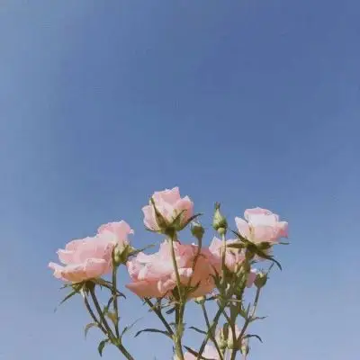 老年人微信头像风景花朵 适合中老年人的头像图片