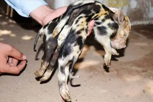 奇迹外国一养猪场出生一头8条腿的小猪崽竟存活下来