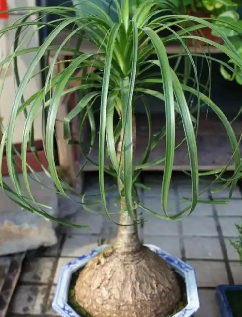 懒人植物"酒瓶花",养护超简单,有4点需掌握