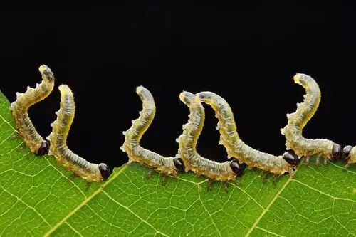 叶蜂幼虫 - 自然类 摄影大赛2015 - 国家地理中文网