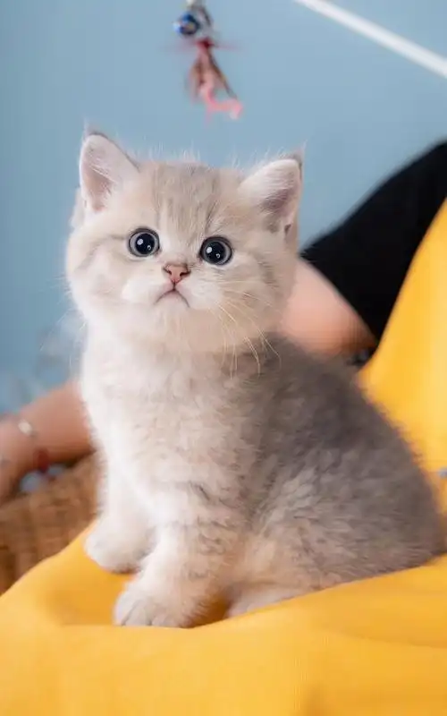 包子脸蓝金渐层金渐层两个月大广州大学城支持上门