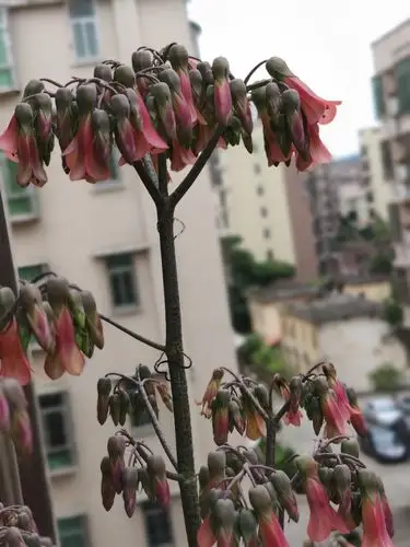 窗台上长的落地生根花