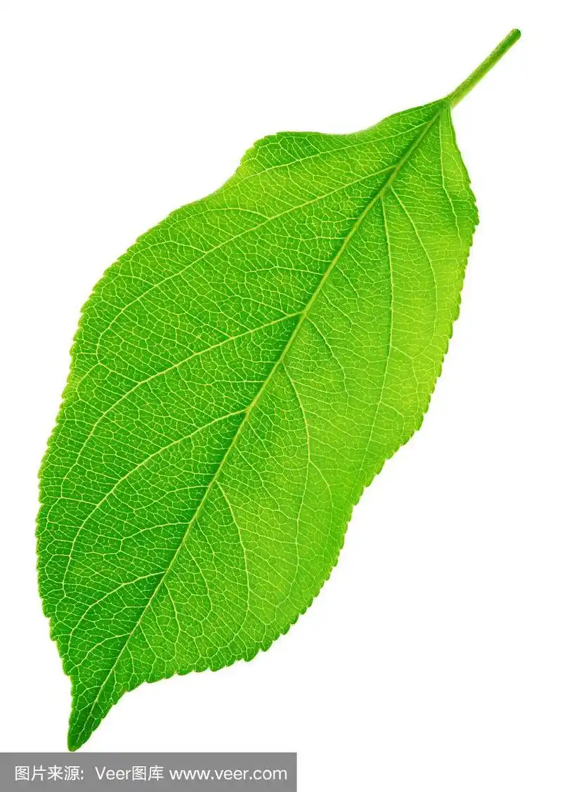 苹果树的叶子孤立在一棵白色的树上