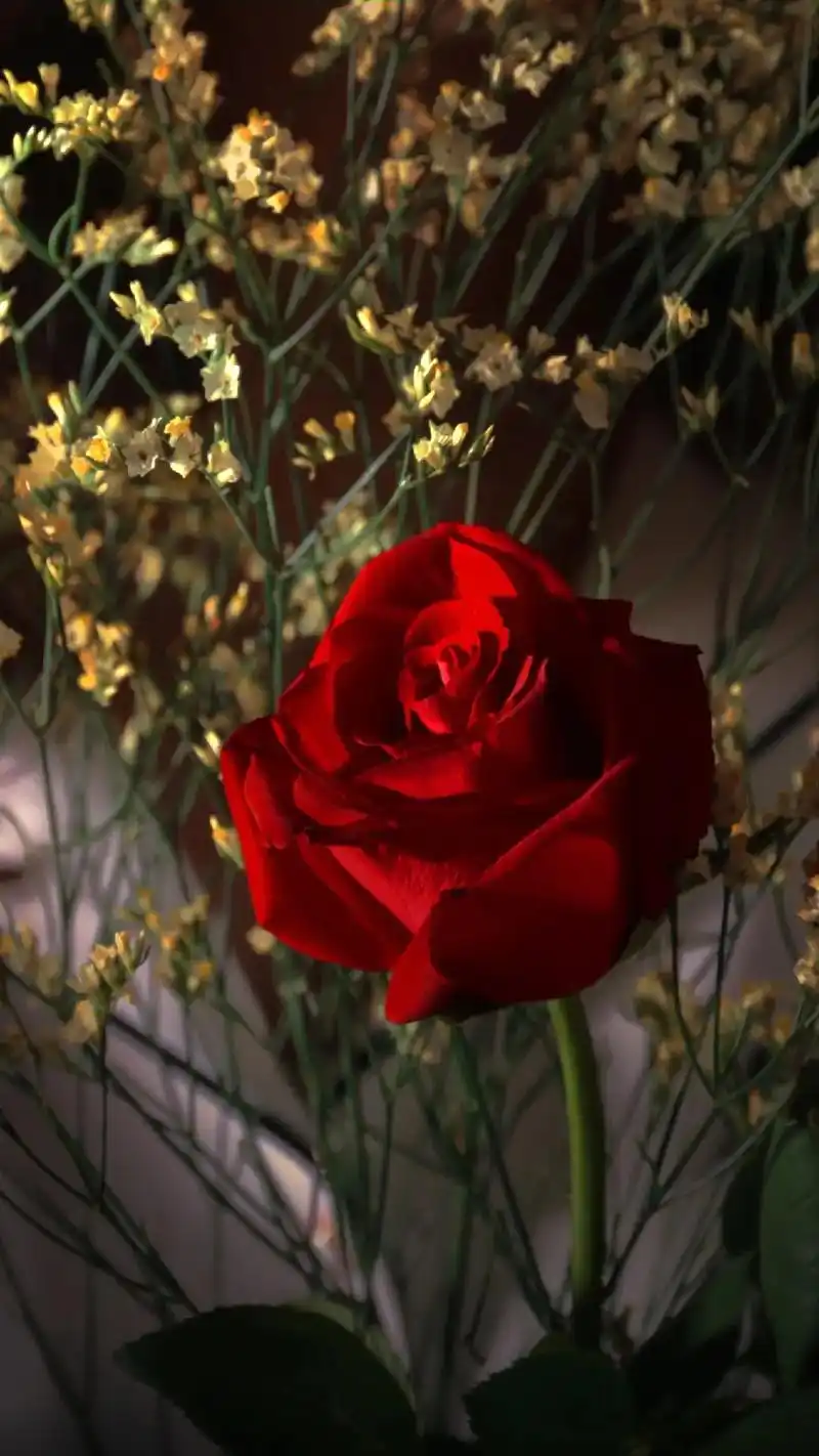 今天就是除夕了,送大家一组玫瑰花壁纸,2021即将过去,愿大 - 抖音