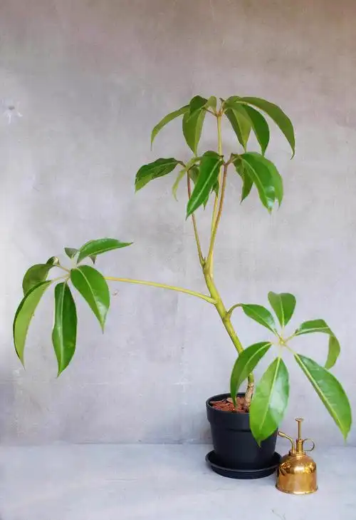 日本大叶伞ツピダンサス一物一拍