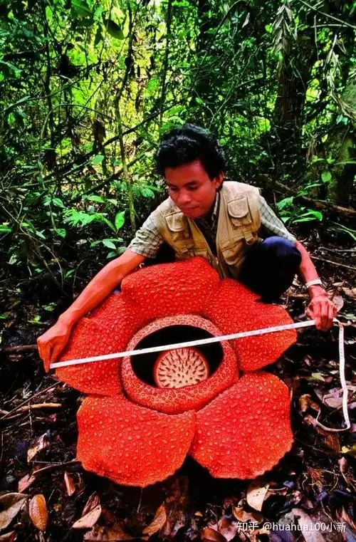 大王花(别称:腐尸花,莱佛士亚花,食人花,吃人花)产自马来西亚,印度尼