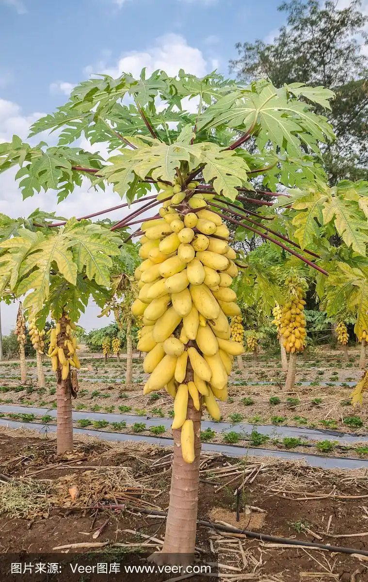 泰国果园里的木瓜树