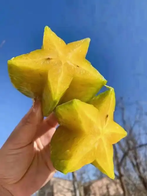 海南热带水果杨桃