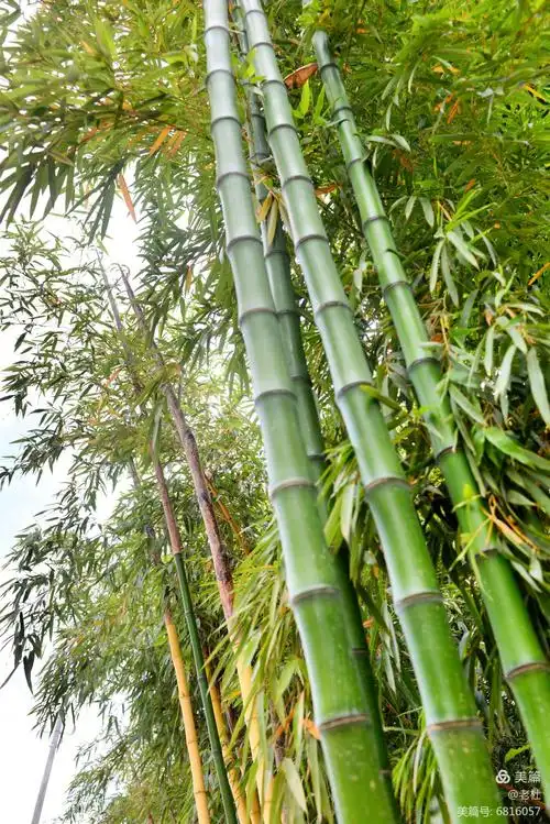 【老杜拍洛宁】洛阳市北方观赏竹研发中心