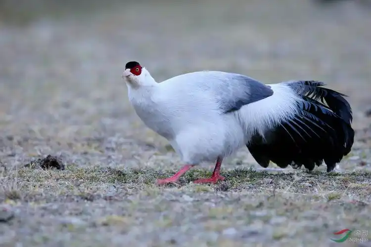 川西土登家的大白鸡
