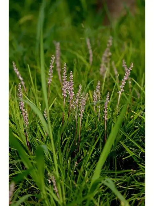 夏日植物|又见沿阶草