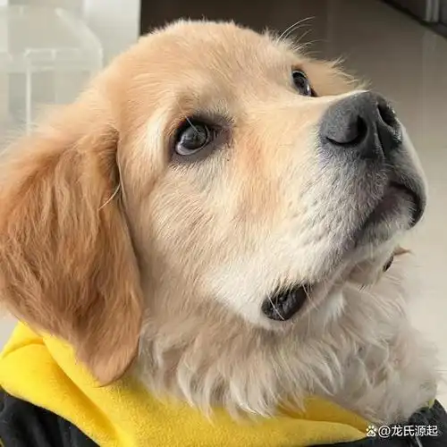 我那闺蜜利用了我的信任,与我的丈夫假戏真做,结成了连理