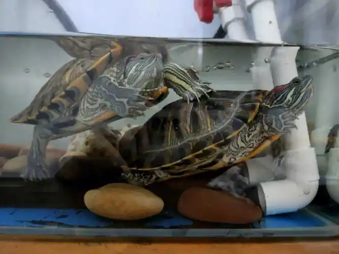 巴西龟需要运动吗