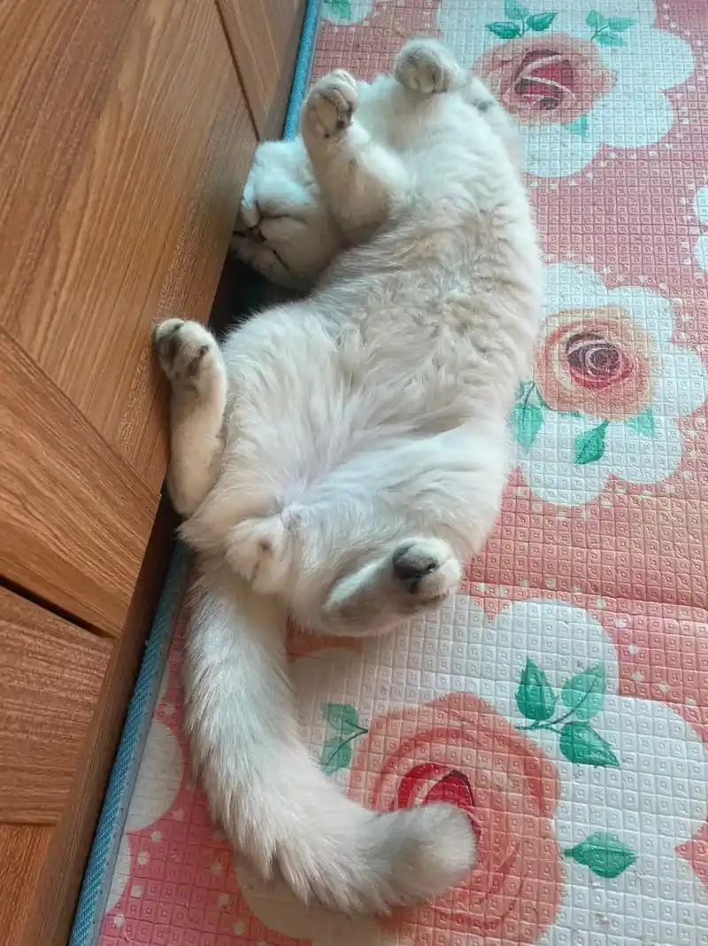 猫咪 小老虎,我不会忘记想念,我没照顾好你,照片还真不多, - 抖音