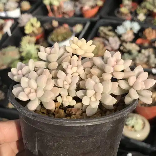 yoyo花房丸叶姬秋丽锦一物一拍全锦超美掉叶多肉植物