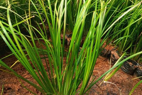 金叶菖蒲 0.35/株 菖蒲 金叶菖蒲 黄菖蒲