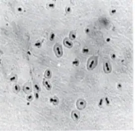 食品微生物检验方面有关论文范例,与食品微生物检验内