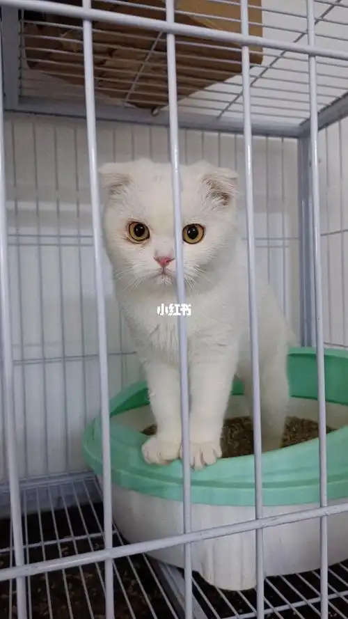 英短纯白半折耳妹妹