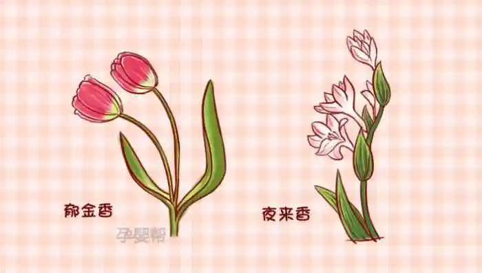 这种花再美怀孕后也要远离