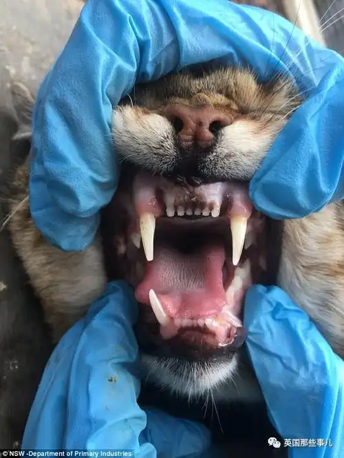 3个月统治方圆300里连袋鼠都敢斗这个杀手有点冷