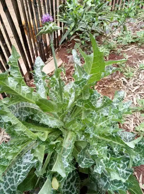 你认识水飞蓟吗水飞蓟有什么秘密你知道吗