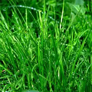 绿色森系小清新头像唯美绿色草叶上的露水图片