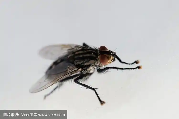 常见的肉蝇,麻蝇