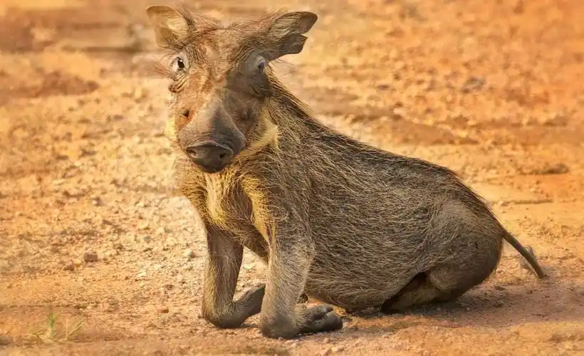 warthog,下跪,眼睛