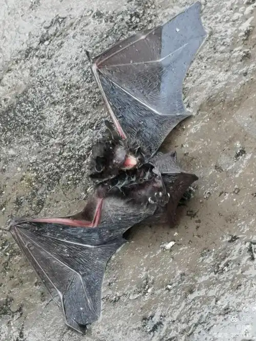 蝙蝠的样子~丑~挺吓人