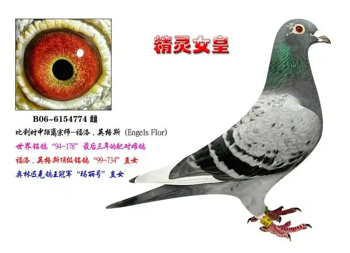 英格斯178直子】