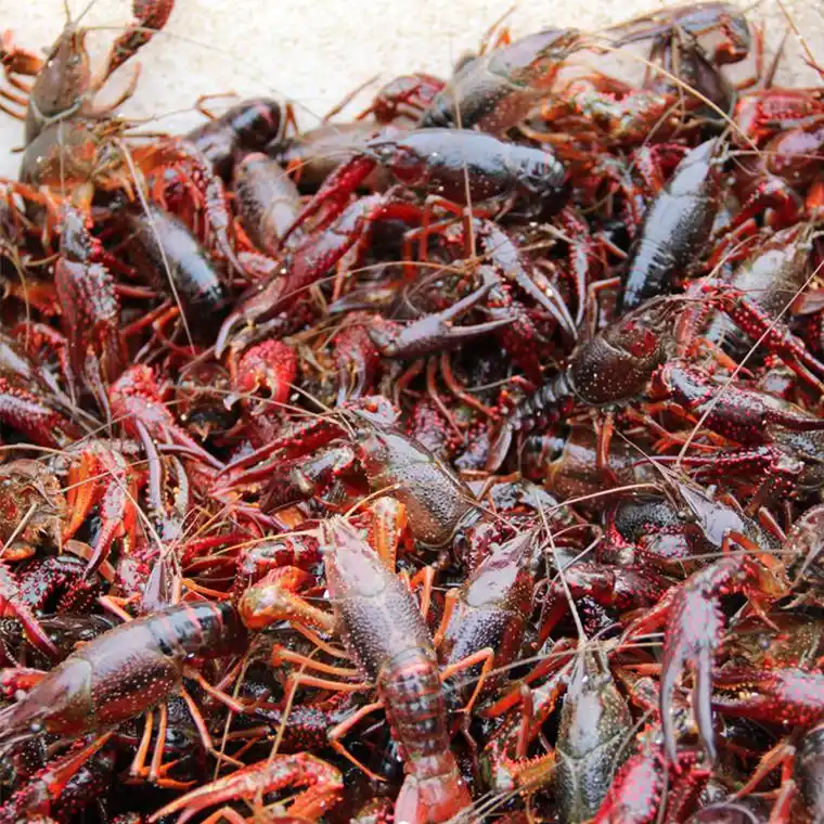 单斤包邮送顺丰鲜活新鲜活中国清水小龙虾46钱水产活虾