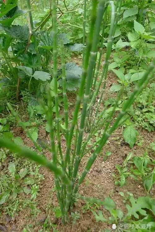 跌打损伤的草药_小红书