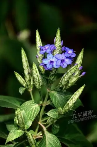 每周一花一一喜花草(原创)