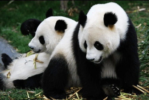 中国特有珍稀动物排行榜