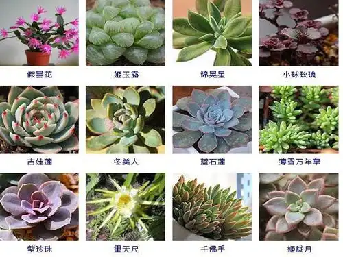 255种多肉植物图片及名称ppt