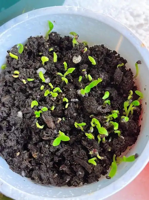 火龙果种子发芽啦