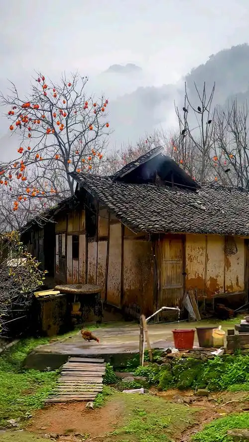 乡村生活#深山一处斑驳的老房子旁,有几颗柿子树结满了果实却无人