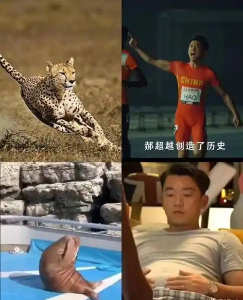 原来有网友将郑恺变胖前后的照片,和两张动物的图p在了一起,瘦的时候