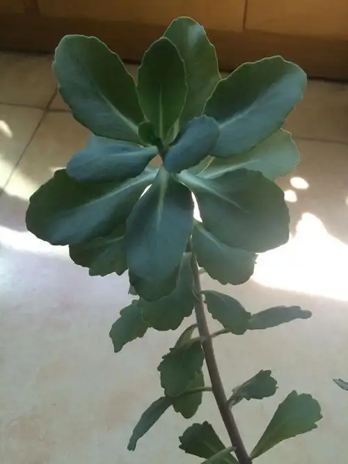 据说这是云南白药,是真的吗?看网上图片好像又不是.这是啥呢?