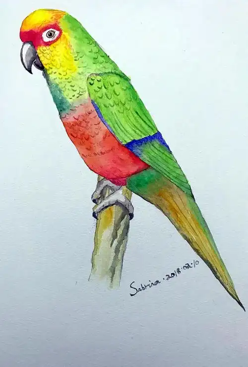 暖小姐第81张水彩鹦鹉教程详解