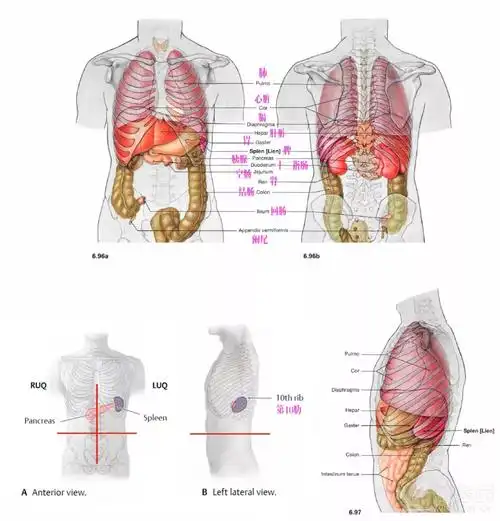 脾最全解剖总结(含精美图片 脾切手术图谱)俱乐部3