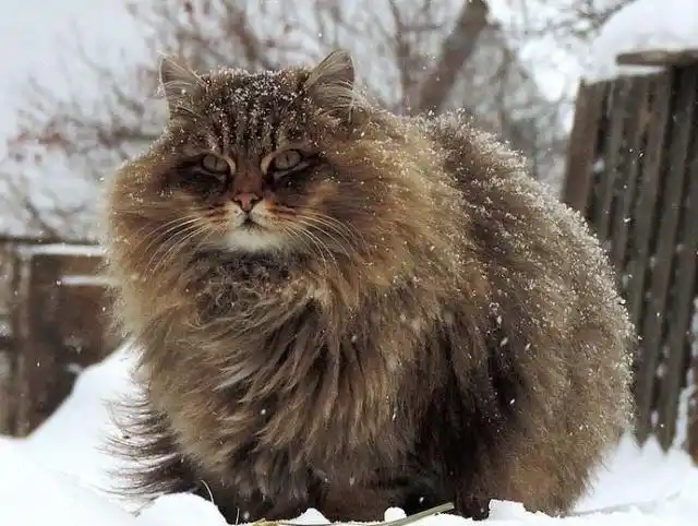 俄罗斯西伯利亚猫宠物猫中的战斗民族彪悍到可以拉雪橇